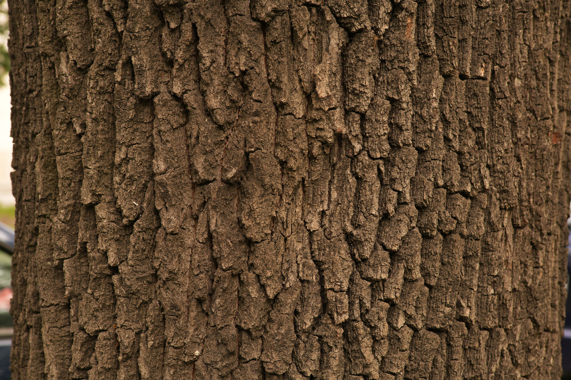 Obiektyw Voigtlander Portrait Heliar 75 mm f/1,8 do Nikon Z